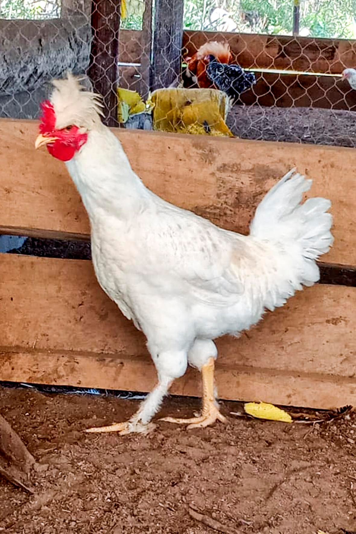 WhatsApp Image 2025-04-03 at 7.35.00 PM (1) copia.jpg